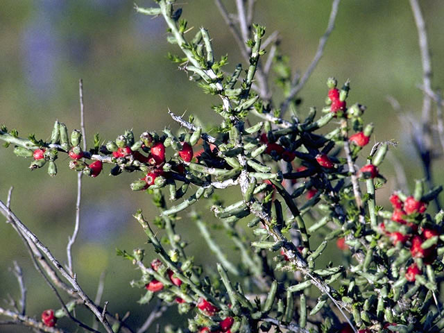 Cylindropuntia leptocaulis (Tasajillo) #2583