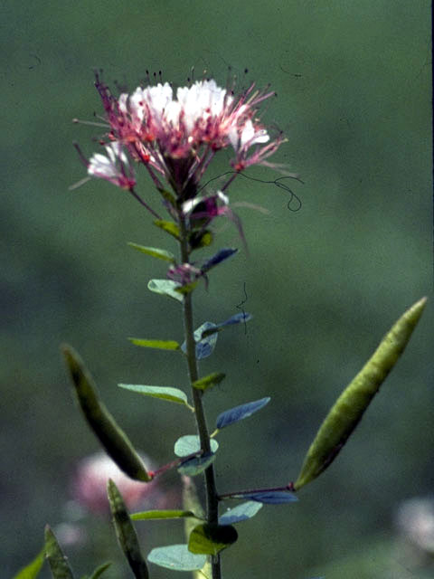 Polanisia dodecandra ssp. dodecandra (Redwhisker clammyweed) #2637