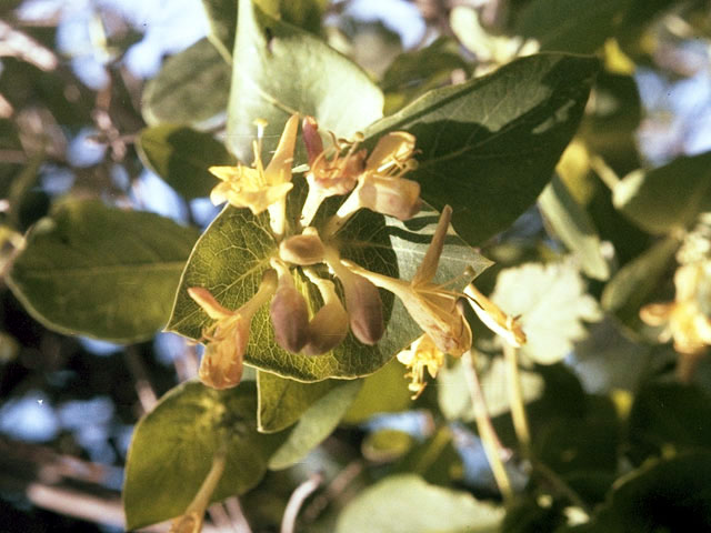 Lonicera dioica (Limber honeysuckle) #2661