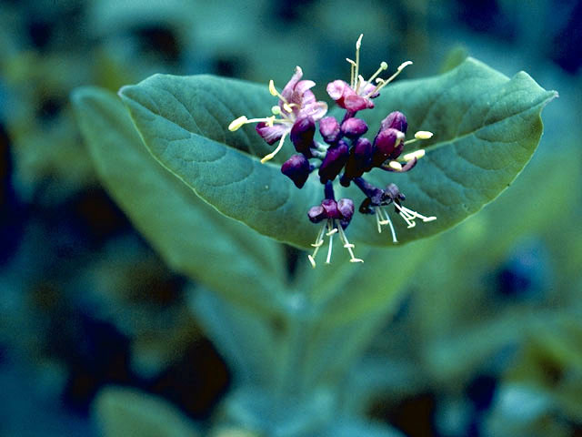 Lonicera hispidula (Pink honeysuckle) #2662