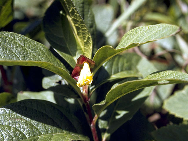 Lonicera involucrata (Twinberry honeysuckle) #2663