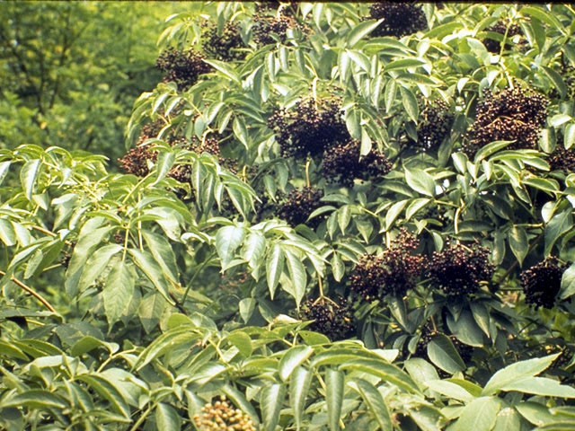 Sambucus nigra ssp. canadensis (Common elderberry) #2683