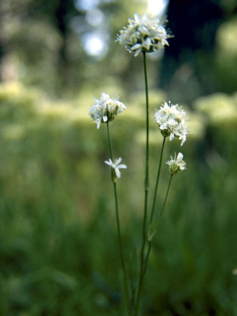 Arenaria congesta (Ballhead sandwort) #2719