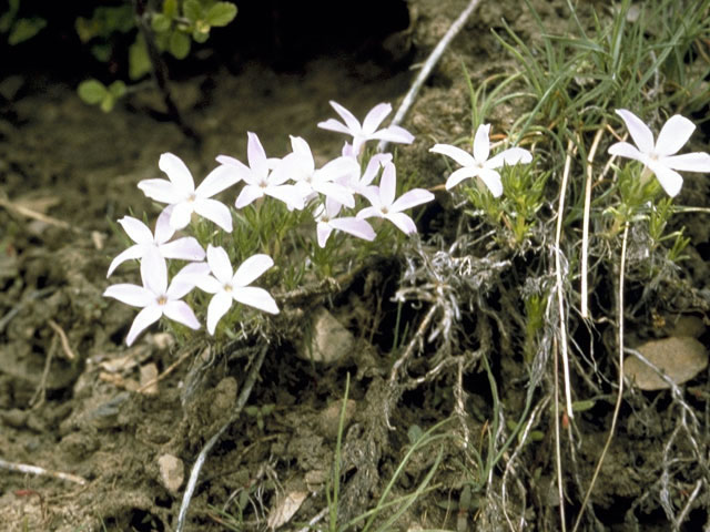 Arenaria fendleri (Fendler's sandwort) #2723