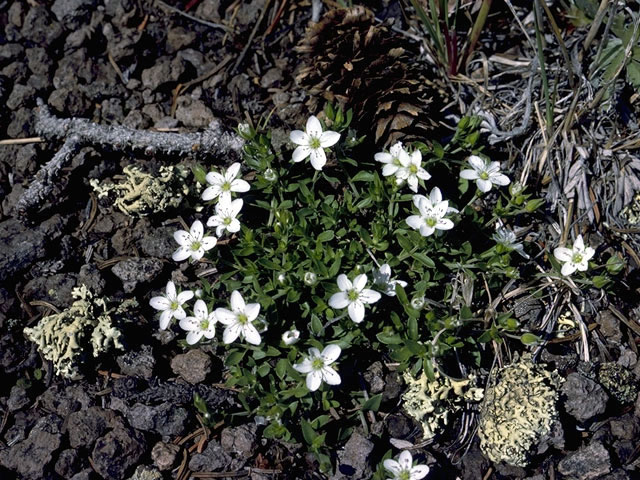 Arenaria lanuginosa (Spreading sandwort) #2724