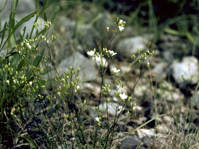 Minuartia michauxii var. michauxii (Michaux's stitchwort) #2730