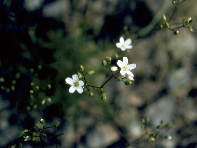 Minuartia michauxii var. michauxii (Michaux's stitchwort) #2731