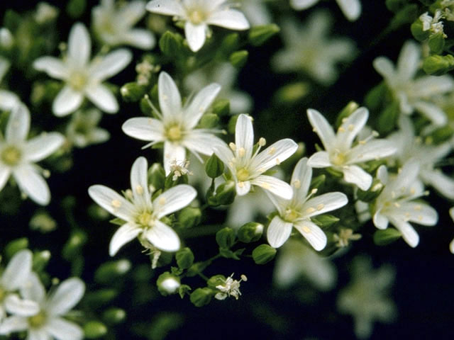 Minuartia michauxii var. michauxii (Michaux's stitchwort) #2732