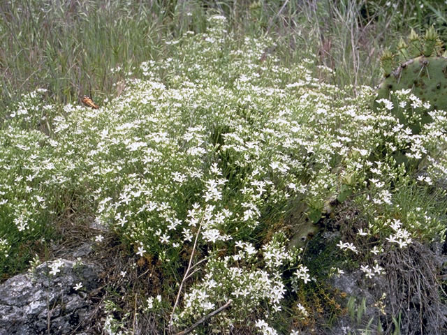 Minuartia michauxii var. michauxii (Michaux's stitchwort) #2733