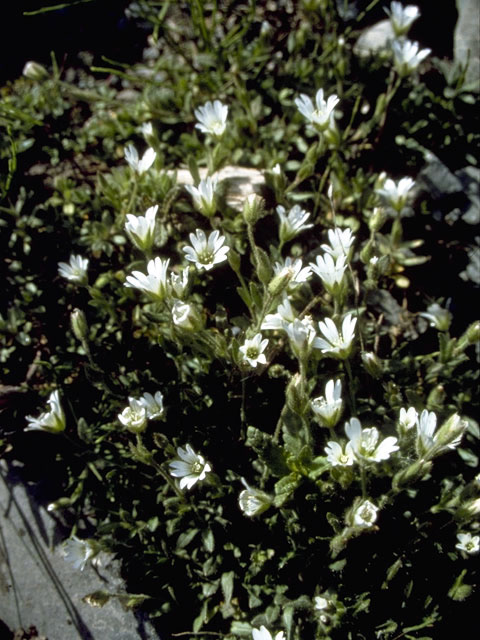 Cerastium beeringianum var. grandiflorum (Bering chickweed) #2738
