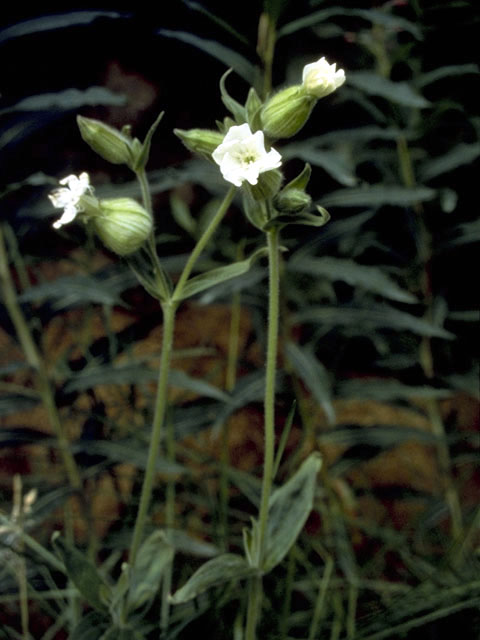 Silene involucrata ssp. involucrata (Arctic catchfly) #2759