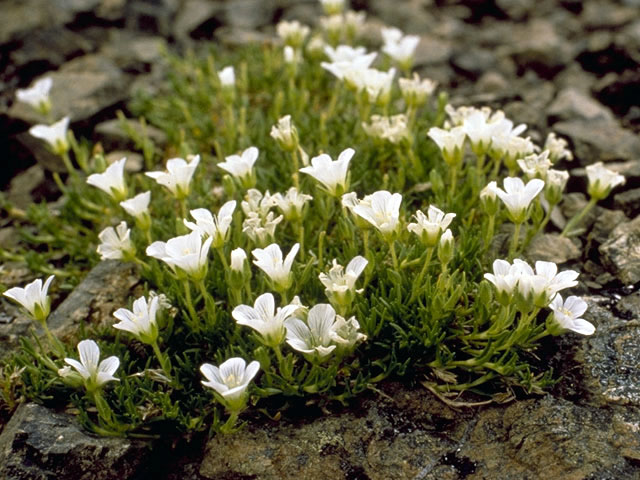 Minuartia arctica (Arctic stitchwort) #2760