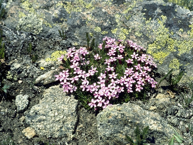 Silene acaulis (Moss campion) #2768