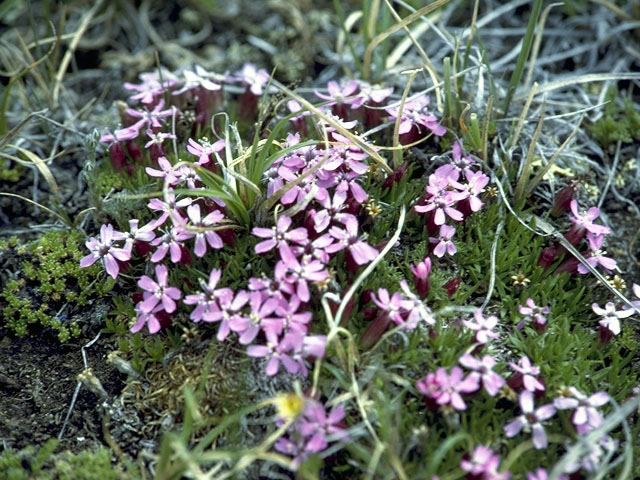 Silene acaulis (Moss campion) #2769