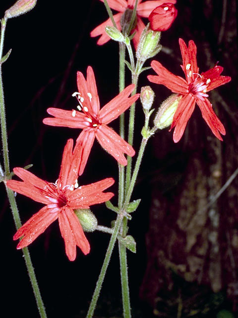 Silene virginica (Fire pink) #10