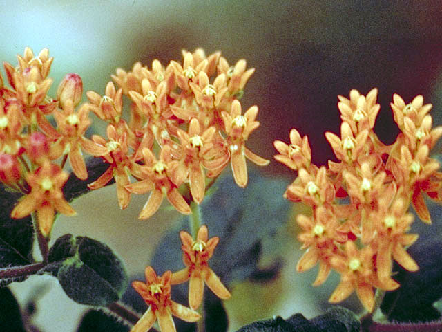 Asclepias tuberosa (Butterflyweed) #2916