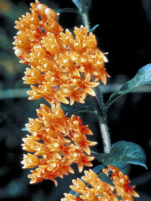 Asclepias tuberosa (Butterflyweed) #2920