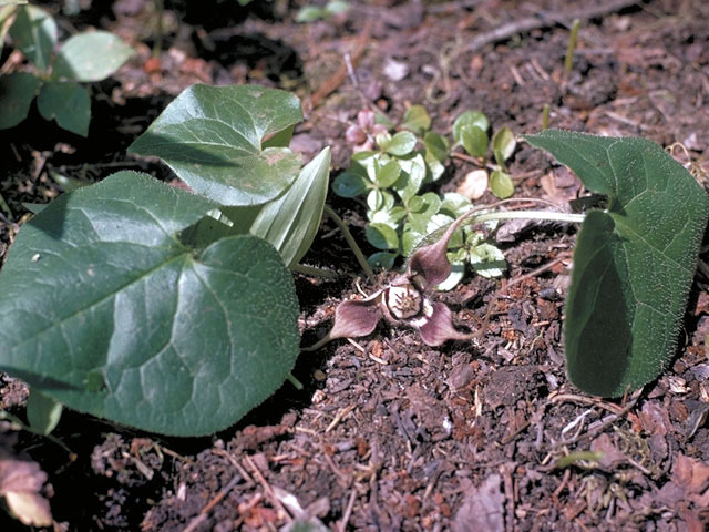 Asarum caudatum (British columbia wild ginger) #2824