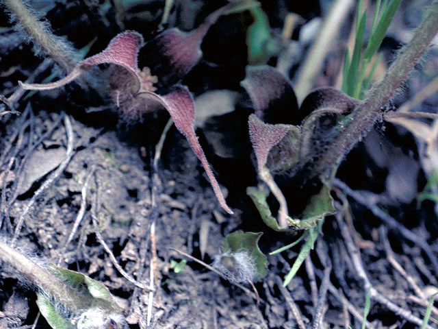 Asarum hartwegii (Hartweg's wild ginger) #2826