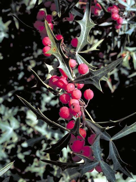 Mahonia trifoliolata (Agarita) #2998
