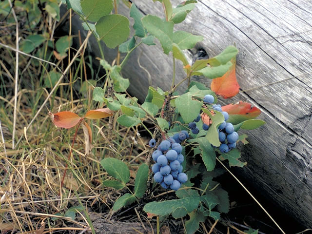 Mahonia repens (Creeping barberry) #3015