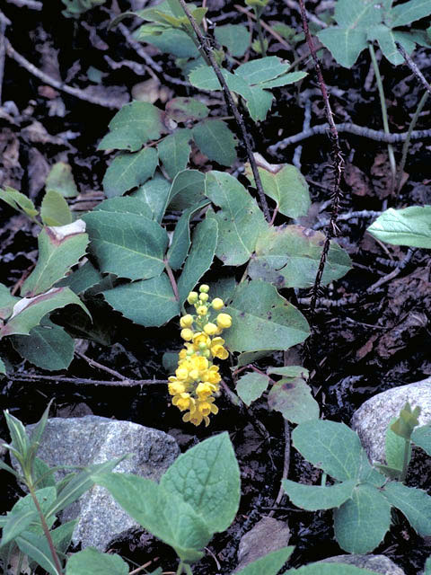 Mahonia repens (Creeping barberry) #3016