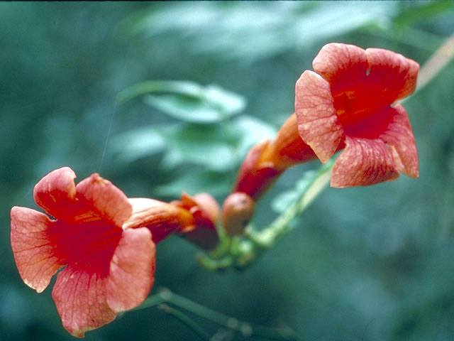 Campsis radicans (Trumpet creeper) #3052