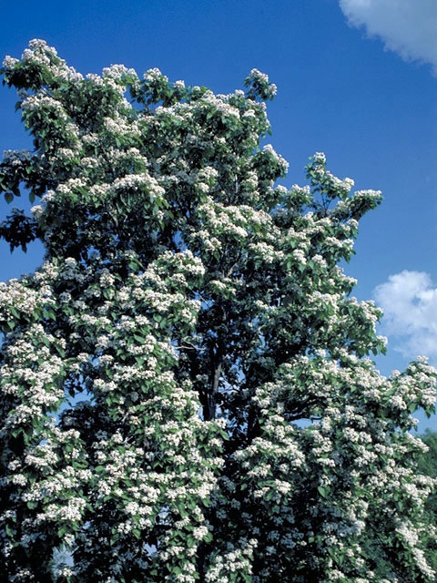 Catalpa bignonioides (Southern catalpa) #3057