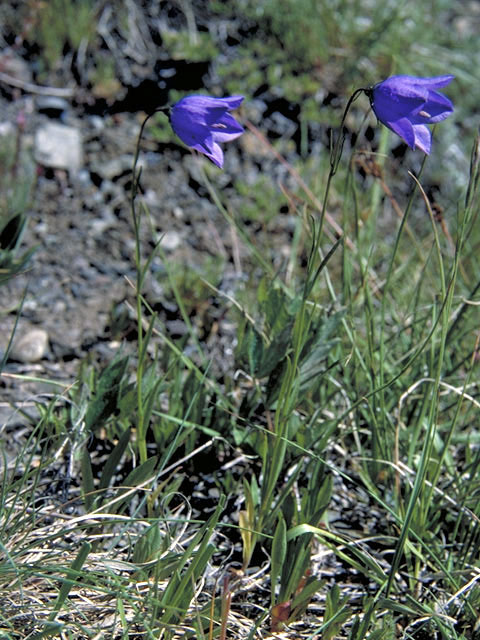 Campanula wilkinsiana (Wilkins bellflower) #3113