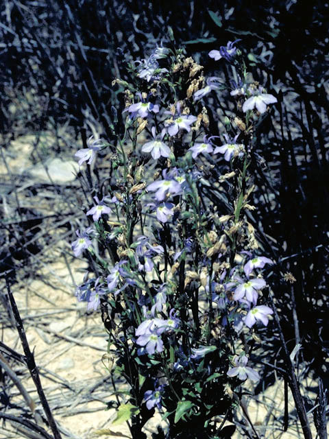 Lobelia berlandieri var. brachypoda (Berlandier's lobelia) #3135