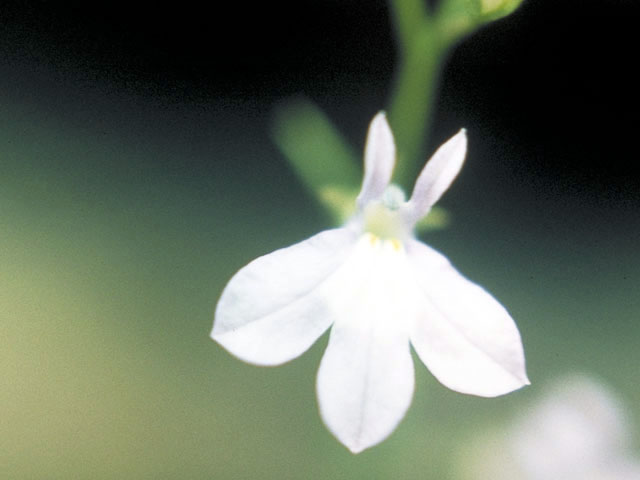 Lobelia spicata (Pale-spike lobelia) #3154