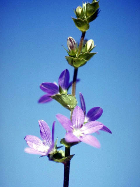 Triodanis perfoliata (Clasping venus's looking-glass) #3166