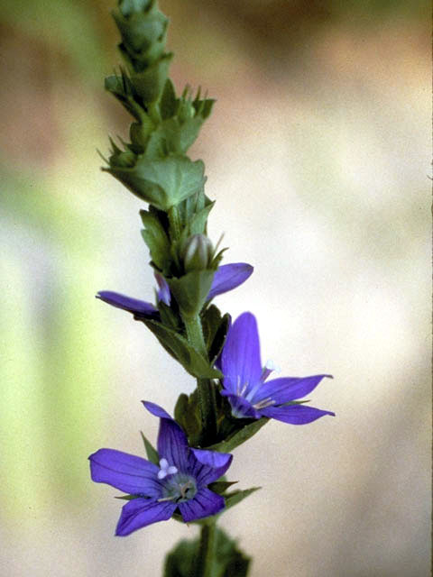 Triodanis perfoliata (Clasping venus's looking-glass) #3168