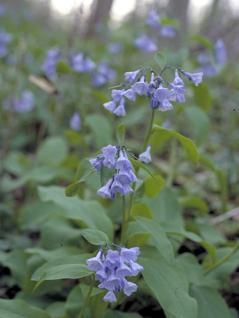 Mertensia virginica (Virginia bluebells) #3204