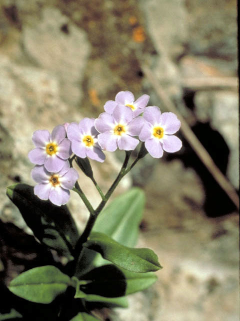 Myosotis asiatica (Alpine forget-me-not) #3208