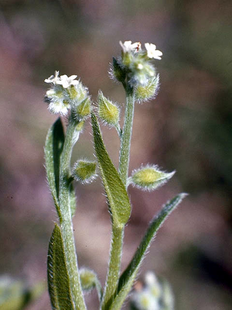 Myosotis macrosperma (Largeseed forget-me-not) #3211