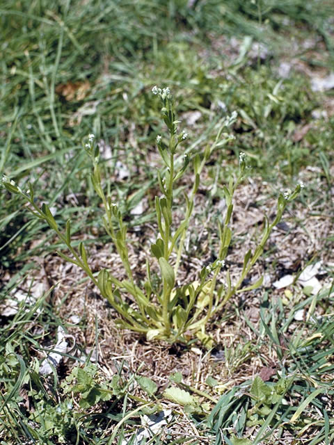 Myosotis macrosperma (Largeseed forget-me-not) #3212