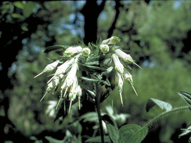 Onosmodium bejariense var. hispidissimum (Softhair marbleseed) #3230