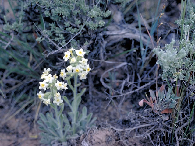 Cryptantha celosioides (Buttecandle) #3258