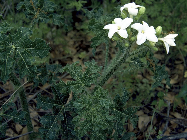 Cnidoscolus texanus (Texas bullnettle) #3335