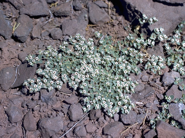 Chamaesyce melanadenia (Red-gland spurge) #3380