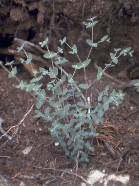 Chamaesyce villifera (Hairy sandmat) #3387