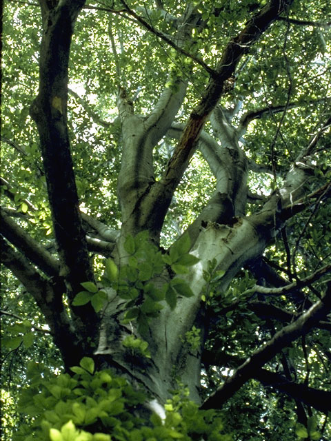 Fagus grandifolia (American beech) #3412