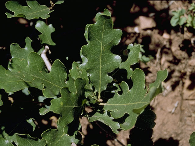 Quercus gambelii (Gambel oak) #3425