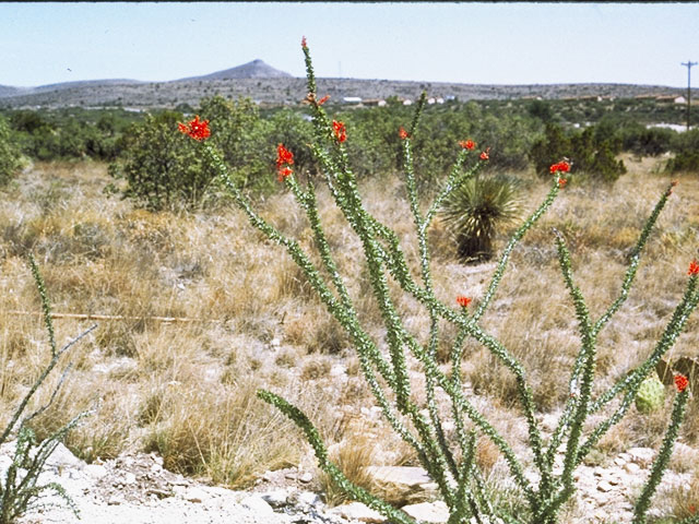 Fouquieria splendens (Ocotillo) #3459