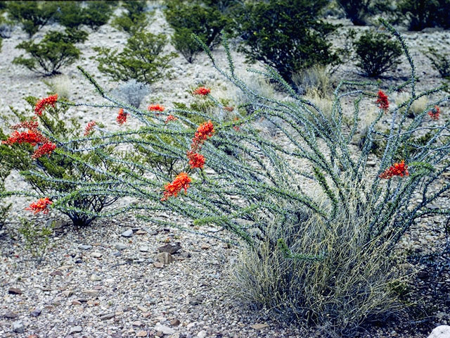 Fouquieria splendens (Ocotillo) #3462