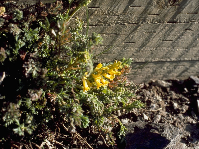 Corydalis aurea (Scrambled eggs) #3469