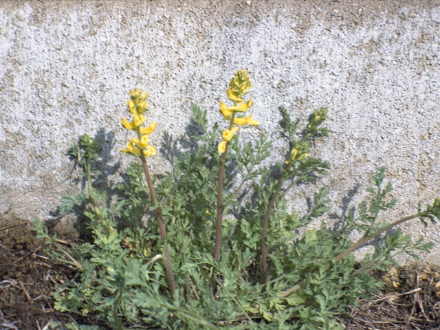 Corydalis curvisiliqua (Curvepod fumewort) #3473