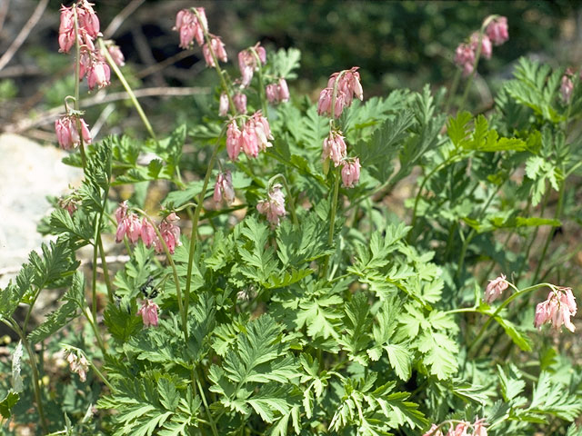 Dicentra formosa (Pacific bleeding heart) #3500