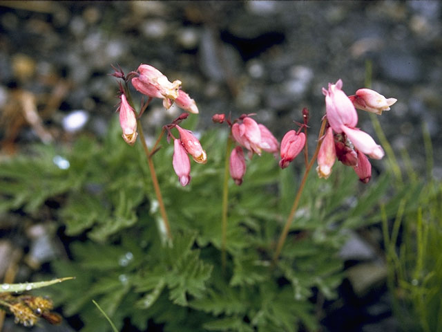 Dicentra formosa (Pacific bleeding heart) #3501